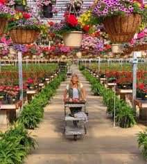 Check spelling or type a new query. 10 Sun Loving Flowers For The Ultimate Window Box Recipe Plaids And Poppies