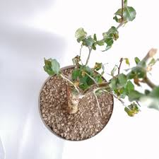 Image result for Commiphora schlechteri