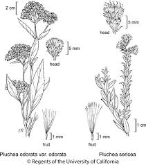 Image result for Pluchea