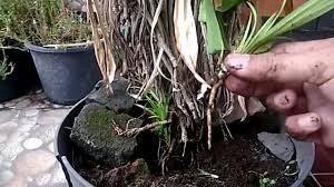Begini cara membuat bubuk daun pandan homemade untuk bekal bikin kue. Trik Tani Budidaya Daun Pandan Dari Tunas How To Propagate Pandan Leave Cara Sendiri Mudah Di Tahun 2020 Nan Indah Jazz Indonesia
