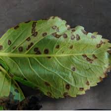 Image result for Cercospora hydrangea