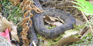 Snakes in the yard in greater nashville and middle tennessee, contact a animal pros snake removal specialist for immediate assistance today. St Augustine Gardeners Should Prepare To See Snakes Return Next Month