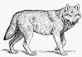 For boys and girls, kids and adults, teenagers and toddlers, preschoolers and older kids at school. Wolf Cleaned 2 Real Wolf Coloring Pages Png Image Transparent Png Free Download On Seekpng