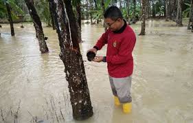 Sedia maklum, pekebun kecil dan penoreh boleh memohon dan membuat kemaskini maklumat bantuan musim tengkujuh di seluruh pejabat risda sebelum 15 disember 2019. Semakan Bantuan Musim Tengkujuh Tarikh Bayaran Bmt 2021