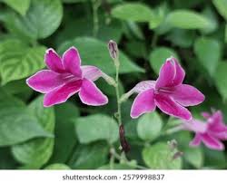 Image result for Asystasia intrusa