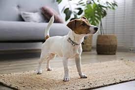 In 2006 he began touring with the official great white band when they reformed with their classic lineup, then left the band in 2009 due to a fall in his bathroom where he cracked two. Wann Ist Ein Jack Russell Ausgewachsen Jackrussell De
