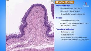 Vesicles deep in the cytoplasm in mesothelial cells were labeled for the . Histology Of Urinary Bladder Shotgun Histology Youtube