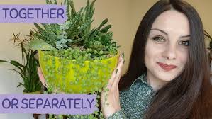 THE BIGGEST CACTUS GROWING OUTDOORS. MUST DO IN MALTA. DEREK GARDEN CENTRE 