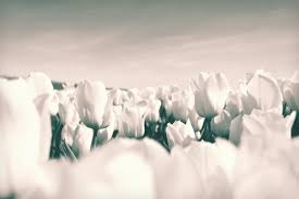 Daun bunga tulip warnanya hijau kebiruan tulip shirley adalah salah satu jenis tulip yang unik karena kombinasi warna bunganya yang sangat menawan. Gambar Alam Awan Matahari Vintage Daun Bunga Berkembang Es Bunga Tulp Musim Semi Surga Bohlam Warna Warni Pariwisata Putih Hitam Tanaman Bunga Bunga Merek Cerah Abu Abu Belanda Warna Bagus Gembira Pembekuan Berwarna Bidang