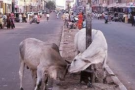 9flats Cows Cows And More Cows Everywhere The Holy Cows Funny Animal Images India Funny Funny Looking Animals