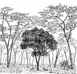 Image result for Anisophyllea boehmii