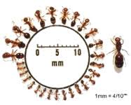 Identifying Fire Ants Ant Pests