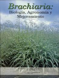 Image result for Urochloa clavipila