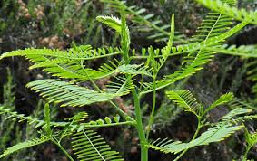 Image result for Sesbania sericea