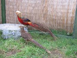 satis ve fiyat listesi park hayvancilik