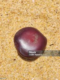 Image result for Entada gigas