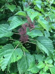 Image result for Urera