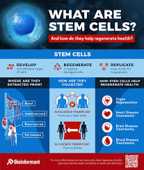 What Is A Stem Cell Stem Cell Therapy What Is Stem Stem Cells