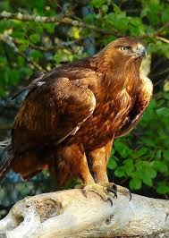Birds Of Prey Western North Carolina Nc High County Golden Eagle Morley Bald Eagle Grandfather Mountain Grandfather Mountain Nc