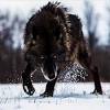 Denver nuggets minnesota timberwolves regular season. 1