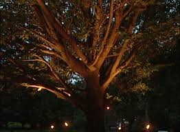How To Design And Install Low Voltage Outdoor Lighting Low Voltage Outdoor Lighting Landscape Lighting Low Voltage Lighting