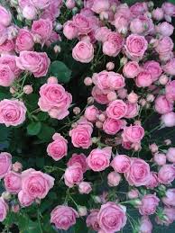 Twitter In 2020 Schone Blumen Rosa Garten Schone Rose