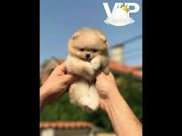 The pomeranian is small due to selective breeding, and larger pomeranians in the 15 to 20 lbs group would be a better choice if you have small children. Miniature Pomeranian Puppies For Sale In Kerala Pets Lovers
