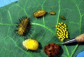 In the late spring, mexican bean beetle adults emerge from their dormant overwintering state. Mexican Bean Beetle Pests Soybean Integrated Pest Management Ipm Field Crops Purdue University