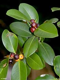 Image result for Fuirena microcarpa