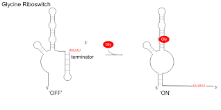 Image result for Glycine