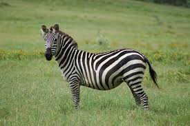 While they were once spread throughout the continent, the large equines are now only found in the eastern and while the plains zebra can be spotted throughout the country, south africa is also home to some of the world's last remaining populations of mountain. Grant S Zebra Wikipedia