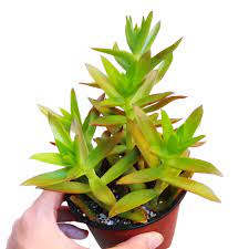 From what i have been reading i do fear it's rot, but i. Crassula Campfire Succulent For Sale And Care Guide Succulents Box