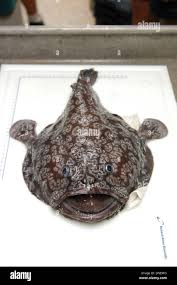 Image result for Sladeniaceae