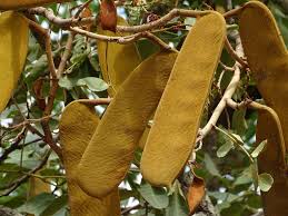 Image result for Isoberlinia tomentosa