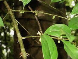 Image result for Canthium glaucum