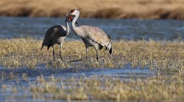 Common crane spotted in Central Alberta April 19 2025
