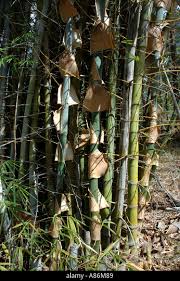 Image result for Bambusa balcooa