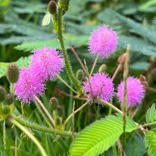 Image result for Mimosa pudica