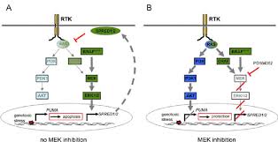 Image result for MEK Inhibitor