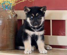15 Gerberian Shepsky Ideas In 2021 Gerberian Shepsky Gerberian Shepsky Puppy Shepsky Puppy