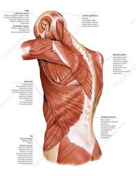 The chest wall, like other regional anatomy, is a remarkable fusion of form and function. Posterior Chest Wall Keyword Search Science Photo Library