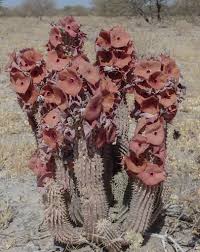 Image result for Hoodia