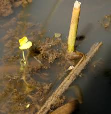Image result for Utricularia reflexa
