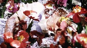 Wizard of oz sleeping flowers. Wildest Dreams Poppies