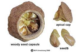 Bertholletia excelsa brazil nuts growing. Brazil Nut Paradise Nut Cashew