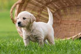 Fake Grass For Dogs Cheap Artificial Grass Recyclers Fake Grass For Dogs Cheap Artificial Grass Dogs