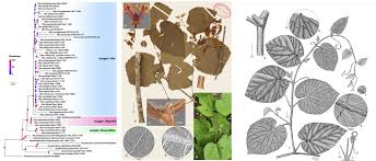 Image result for Ampelocissus abyssinica