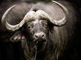Buffalo Portrait Botswana National Geographic Photography African Buffalo Wildlife Photography