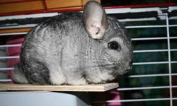 Find chinchillas for sale in surrey at the uk's largest independent free classifieds site. Chinchillas Animals For Sale In British Columbia Local Market Pets