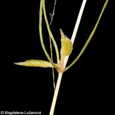 Image result for Zannichellia palustris